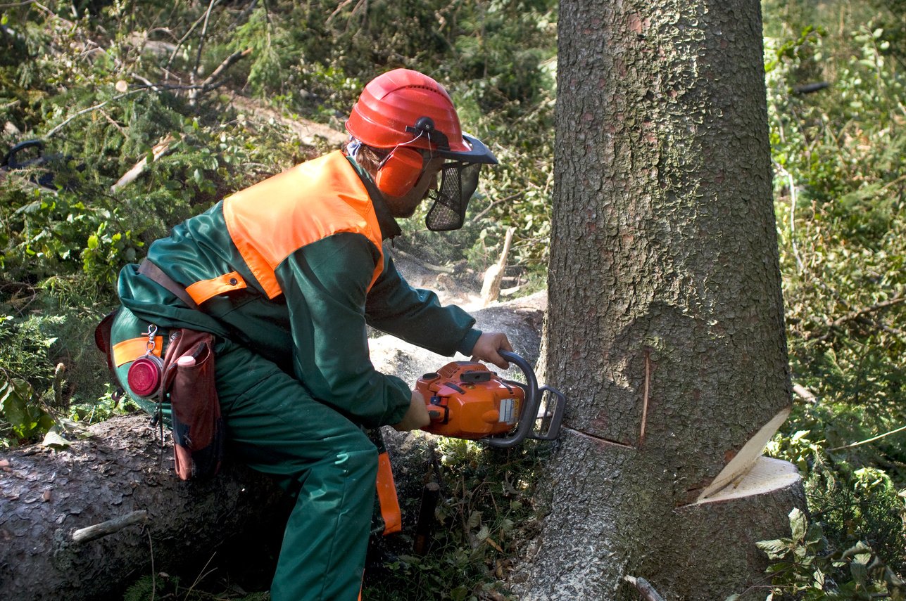 A tree surgeon removing a tree